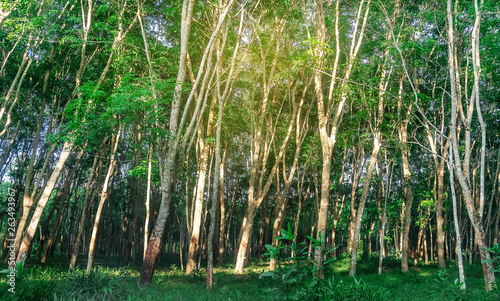 Para rubber tree  Latex rubber plantation