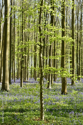 Tapis de millions de jacinthes sauvages mauves entre les troncs de jeunes hêtres au bois d'Hallerbos à Halle