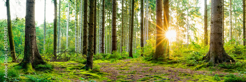 Wonderful forest panorama in spring with bright sun shining through the trees