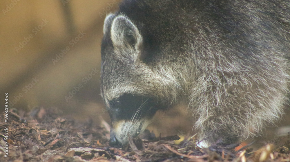 Fototapeta premium Waschbär