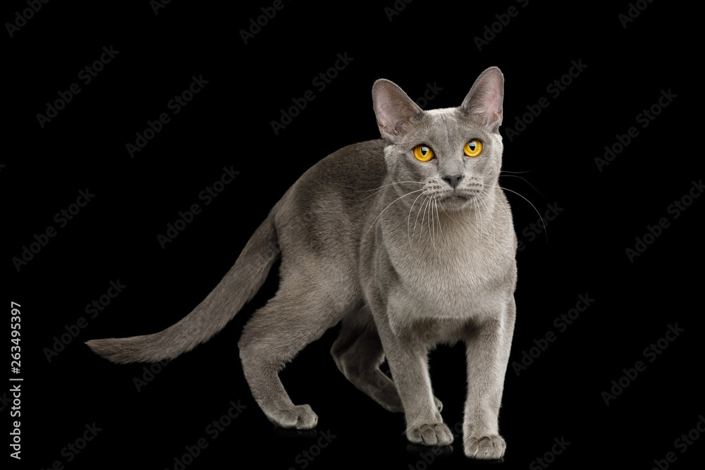 Gray Cat Burmese walk of full length on isolated black background, side view