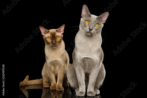 Two Burmese Cats Sitting and Looking in camera on isolated black background with reflection, front view