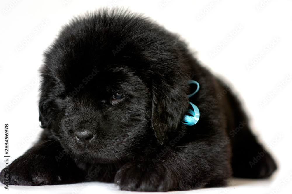 The Newfoundland puppy dog lies and looks down on a white background. The Newfoundland puppy dog lies and looks down on a white background.
