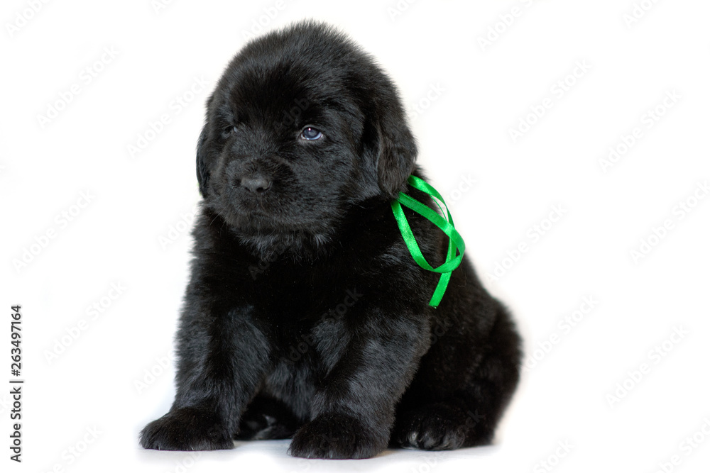 Newfoundland puppy dog sitting and looking sideways, on a white background. Green ribbon tied. Newfoundland puppy dog sitting and looking sideways, on a white background. Green ribbon tied.