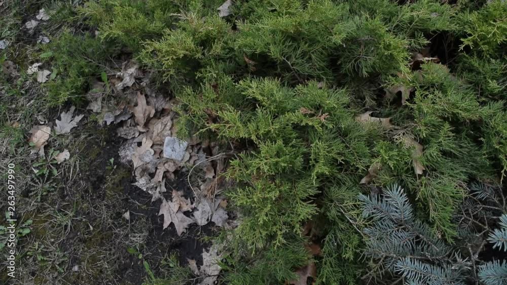 Top view of different plants on black earth in spring. Top view of different plants on black earth in spring.
