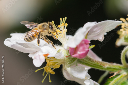 Wilde Biene auf Apfelblüte © Chris