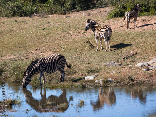 Fototapeta Naklejka Na Ścianę i Meble -  Zebra drinking at waterhole