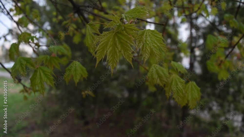 View of green leaves in the forest Park. View of green leaves in the forest Park.