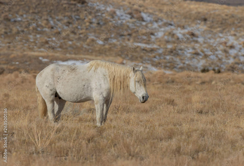 Beautiful Wild Horse in Utah In Winter Beautiful Wild Horse in Utah In Winter