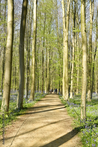 Promenade sur une route en terre traversant la forêt de hêtres parsemés par des milliers de jacinthes sauvage mauves tapissant le sol au Hallerbos près de Halles