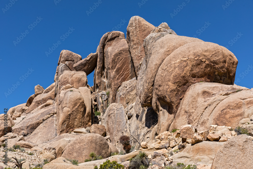 Joshua trees (Yucca brevifolia) in joshua tree national park