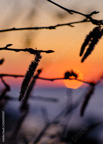 close-up of branches in the foreground and sunset in the background