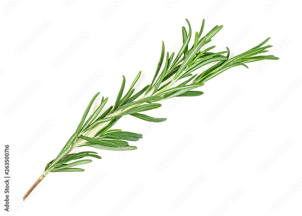 Fototapeta premium Twig of rosemary on a white background
