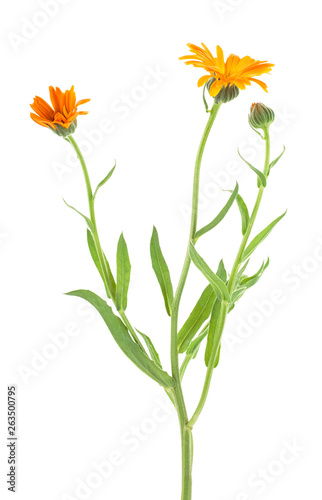 Calendula Officinalis. Marigold flower with buds on white background. © domnitsky