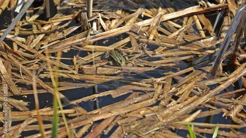 . Schwimmender Teichfrosch (Pelophylax esculentus) im Teich