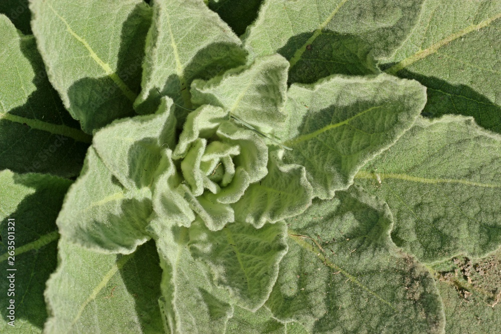 Blattrosette einer Königskerze (Verbascum) Blattrosette einer Königskerze (Verbascum)
