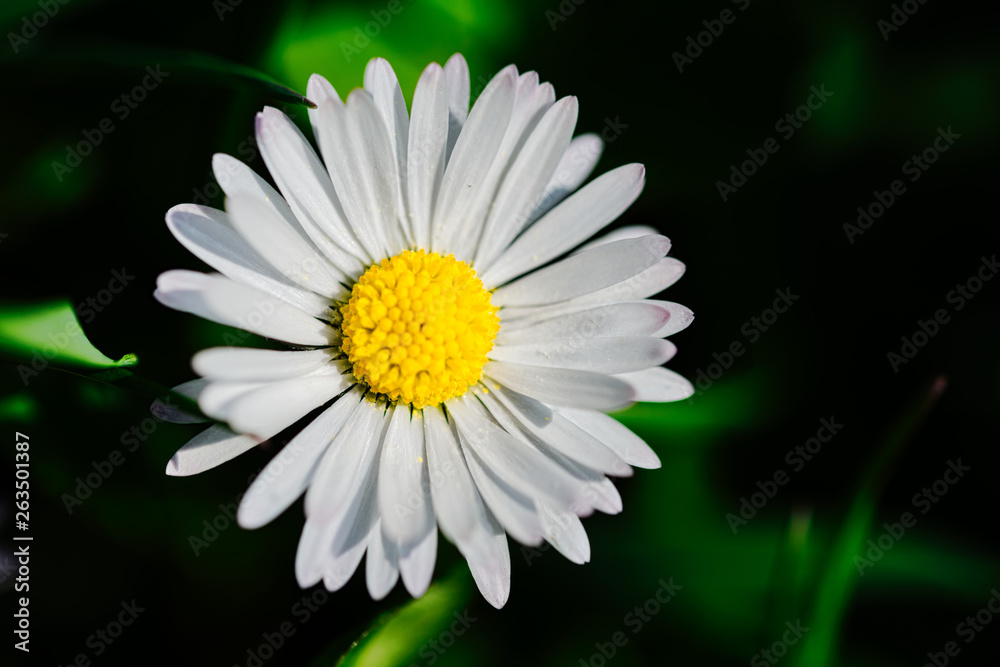 Obraz premium Gänseblümchen