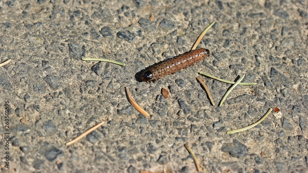 Raupe der Großen Grasbüscheleule (Apamea monoglypha) Raupe der Großen Grasbüscheleule (Apamea monoglypha)