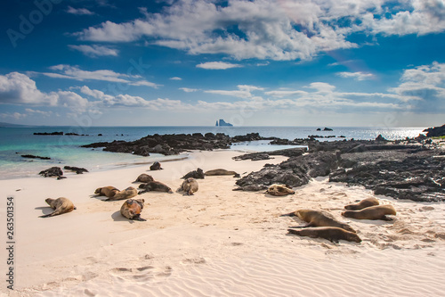 Galapagos. Ecuador. Sea lion. Galapagos sea lions. Seals lie on the ocean, basking in the sun. Pacific ocean. Animals of the Galapagos Islands. Ecuadorian beaches.