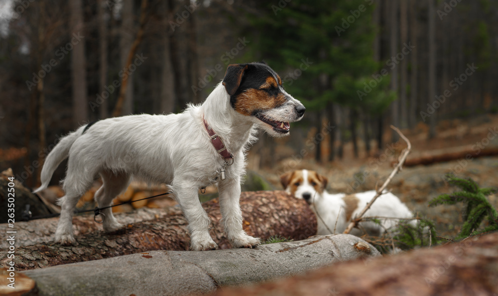 Small dog Jack Russell terrier beautifully poses for a portrait in the forest