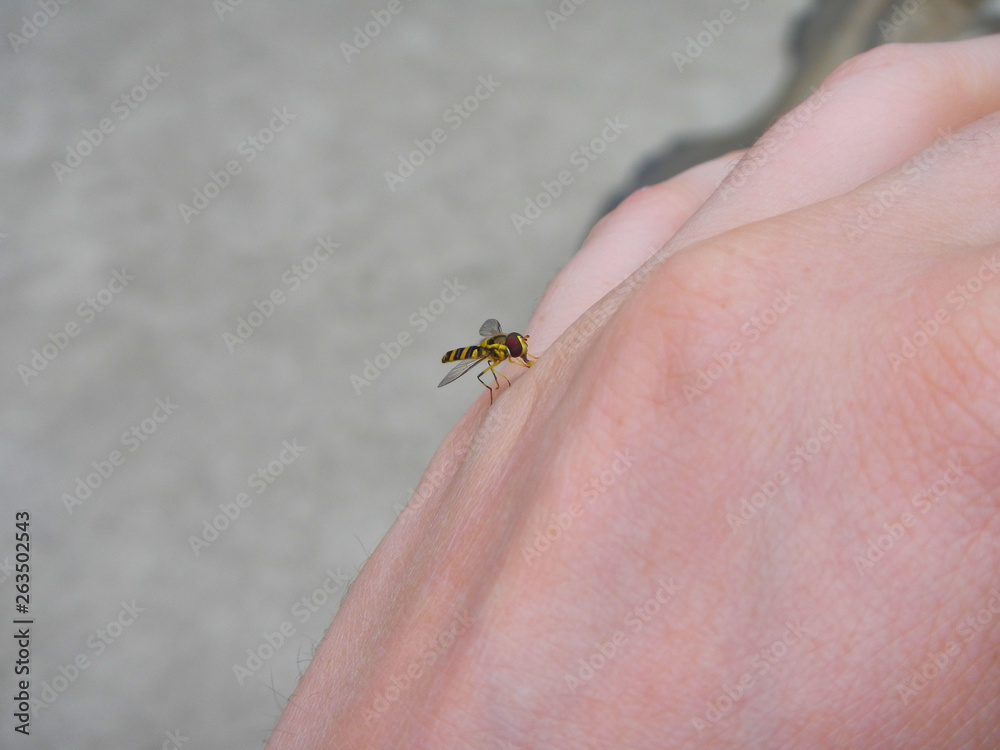 Obraz premium Mosquito sucking blood on a hand
