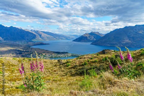lupins at queenstown hill with lake wkatipu in the background, new zealand 2