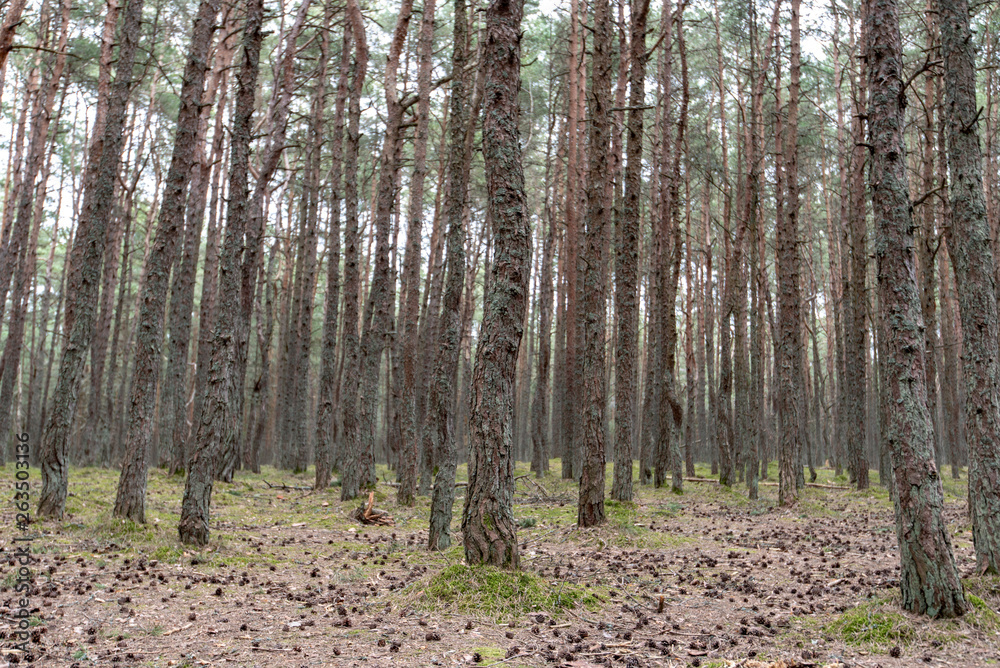 The Dancing Forest in Russia at Curonian spit in Kaliningrad region The Dancing Forest in Russia at Curonian spit in Kaliningrad region