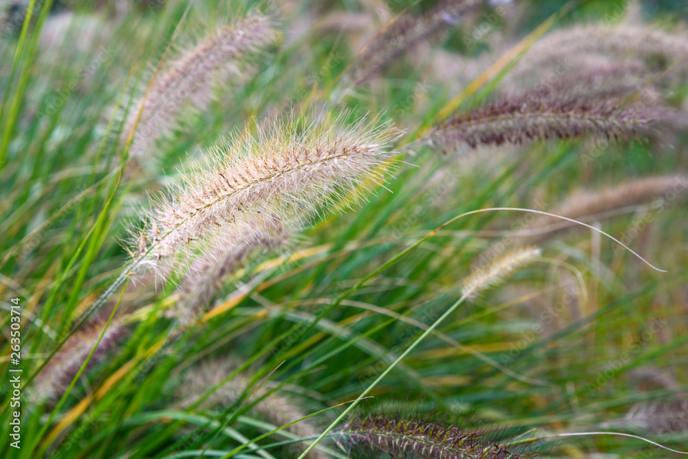 Flowering grass Pennisetum Flowering grass Pennisetum