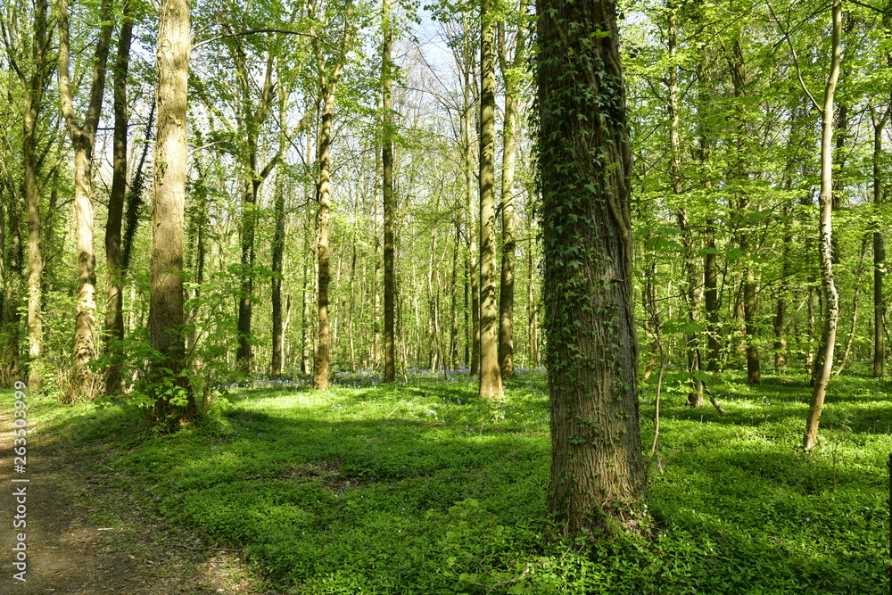 Milliers d'orties et autres plantes tapissant le sol entre les hêtres à la forêt de Hallerbos près de Halles Milliers d'orties et autres plantes tapissant le sol entre les hêtres à la forêt de Hallerbos près de Halles