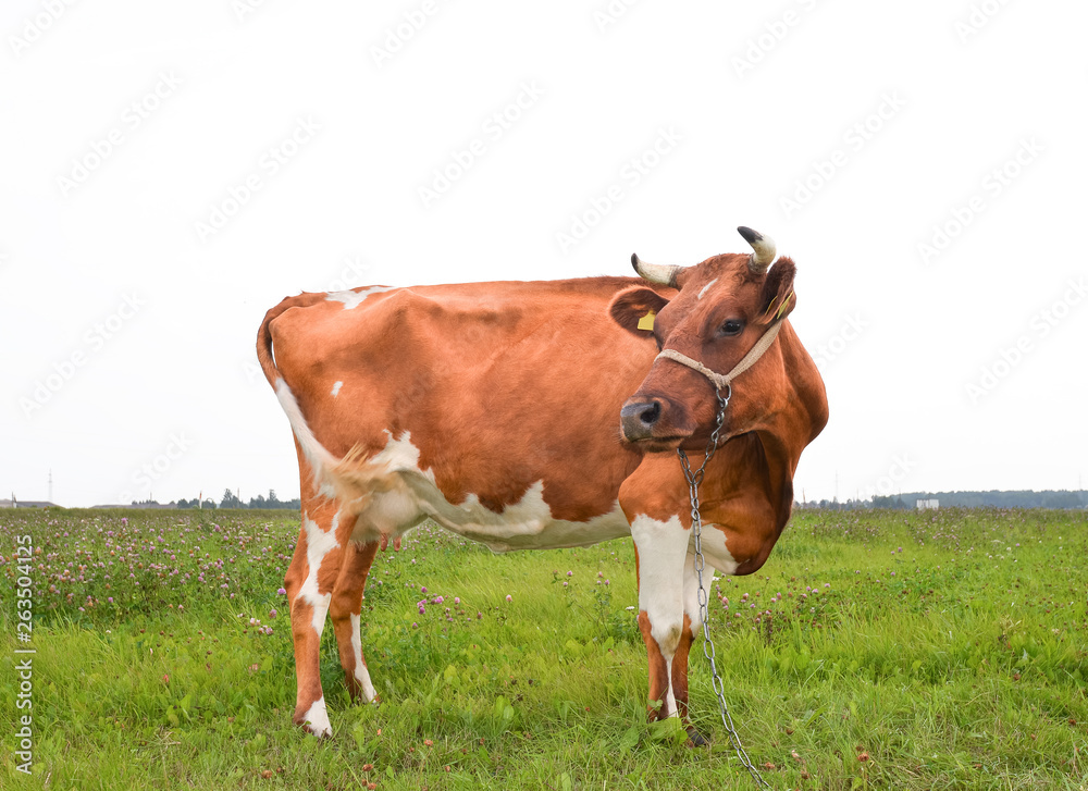 Cow on the background of bright green field. Cow on the background of bright green field.