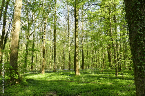 Milliers d'orties et autres plantes tapissant le sol entre les hêtres à la forêt de Hallerbos près de Halles © Photocolorsteph