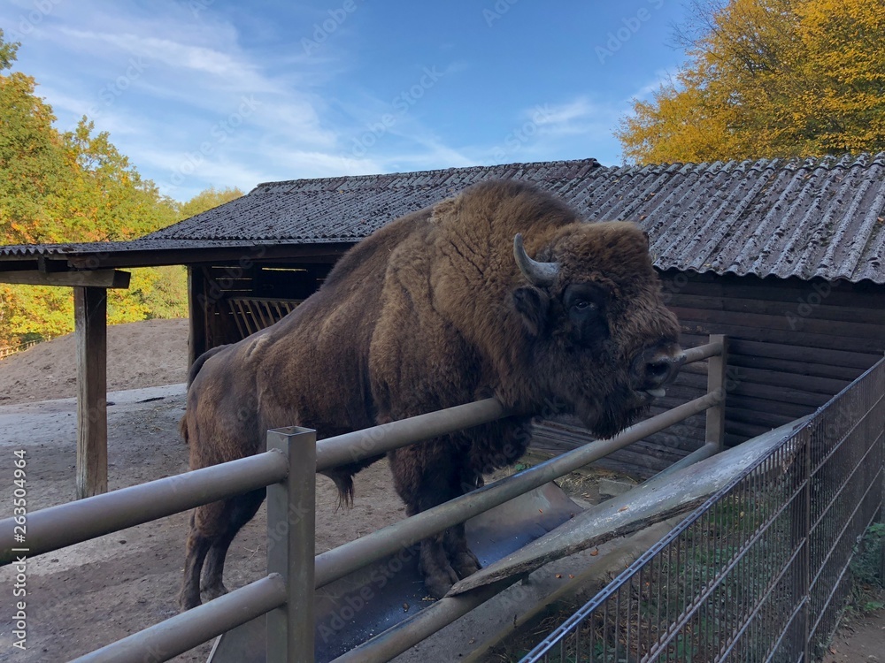 Fototapeta premium Bison