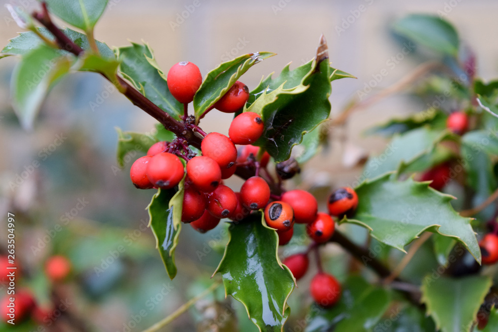 Red Berries on Branch