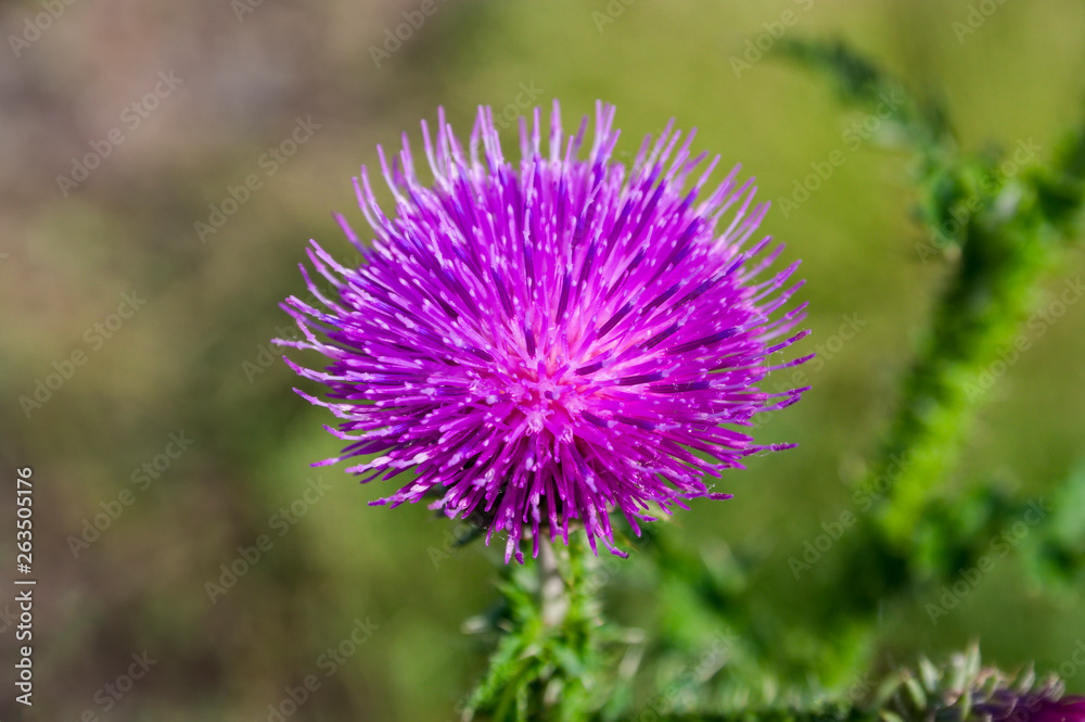 Blooming thistle on a blurred background Blooming thistle on a blurred background