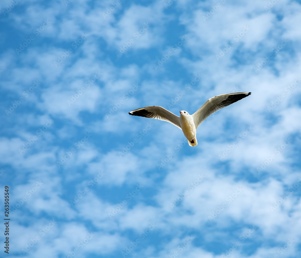 White gull in flight on background the blue sky and clouds White gull in flight on background the blue sky and clouds