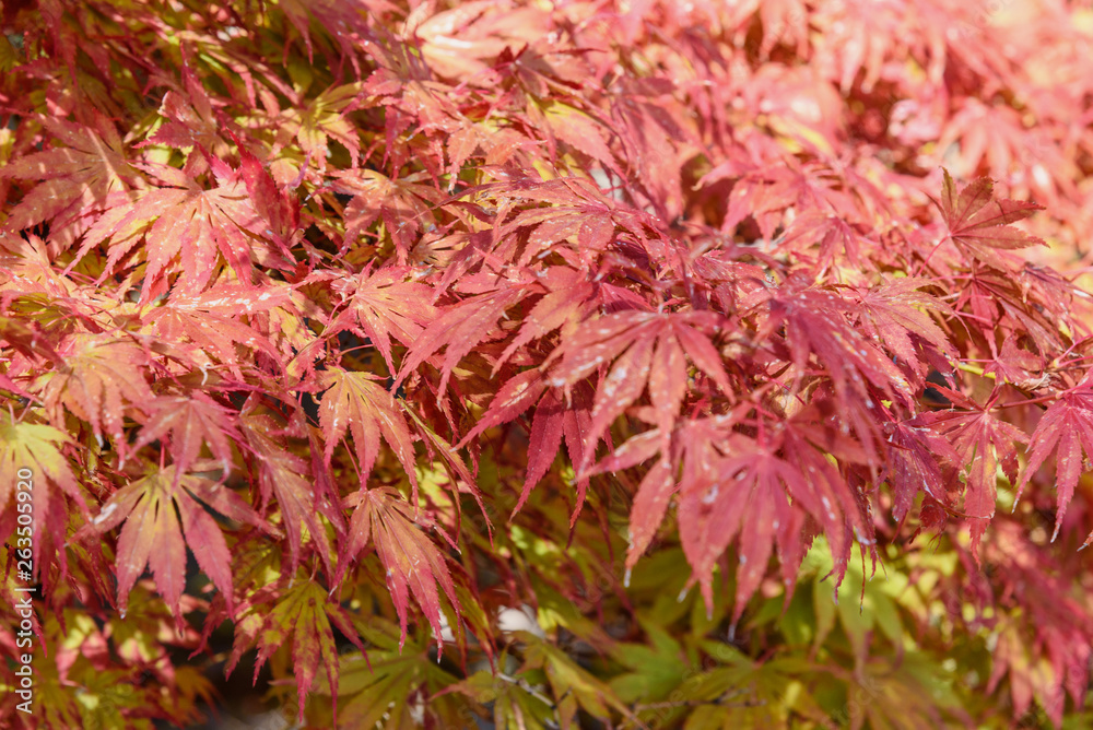 Autumn red maple leaves