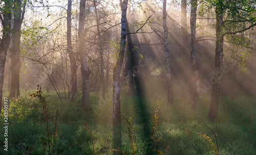 Fototapeta Naklejka Na Ścianę i Meble -  Morning star in the forest
