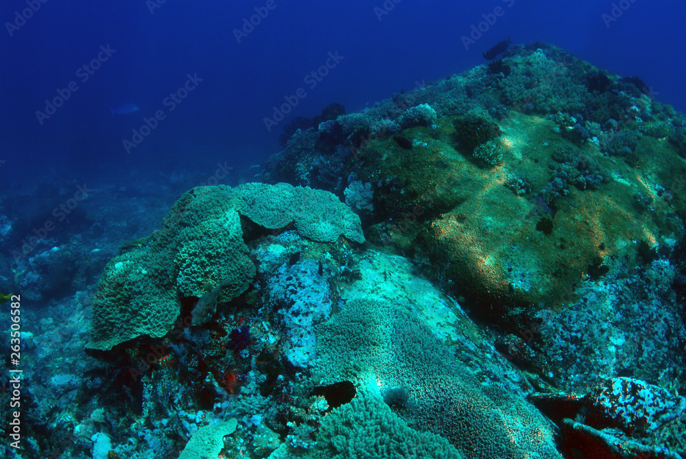 Fototapeta premium Corals and fish. Komodo island, Indonesia.