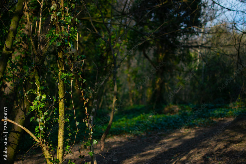 Fototapeta premium Forest