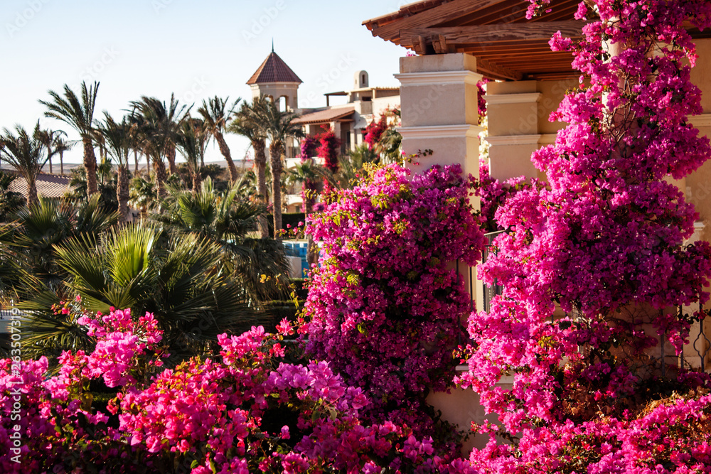 Traveling. View from the window. Blooming beautiful lilac bougainvillea in Egypt in January.