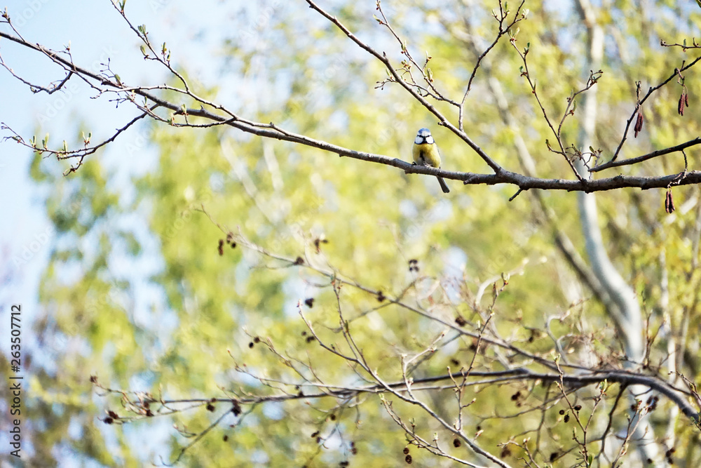 Blue tit (Cyanistes caeruleus) sits on a tree branch and sings songs in the spring forest Blue tit (Cyanistes caeruleus) sits on a tree branch and sings songs in the spring forest