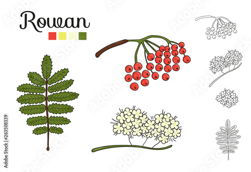 Vector set of rowan tree elements isolated on white background. Botanical illustration of rowan berry, brunch, flowers. Black and white clip art