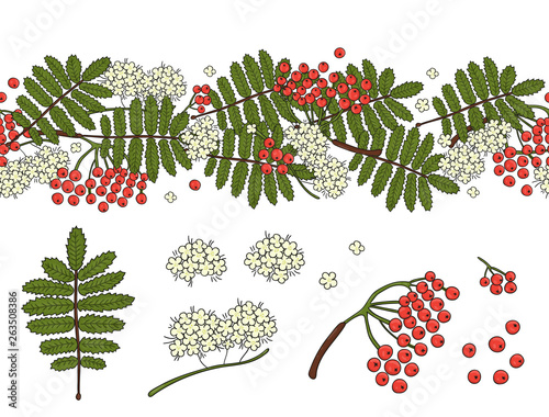 Vector set of garden rowan design elements and pattern brush with stylized rowan leaves, flowers, berries. Hand drawn cartoon style illustration. Cute autumn templates for holiday or card design