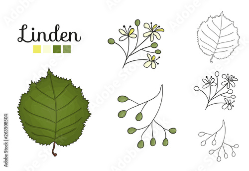 Vector set of linden tree elements isolated on white background. Botanical illustration of linden leaf, brunch, flowers, fruits, ament, cone. Black and white clip art.
