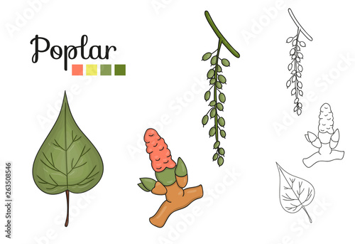 Vector set of poplar tree elements isolated on white background. Botanical illustration of poplar leaf, brunch, flowers, fruits, ament. Black and white clip art