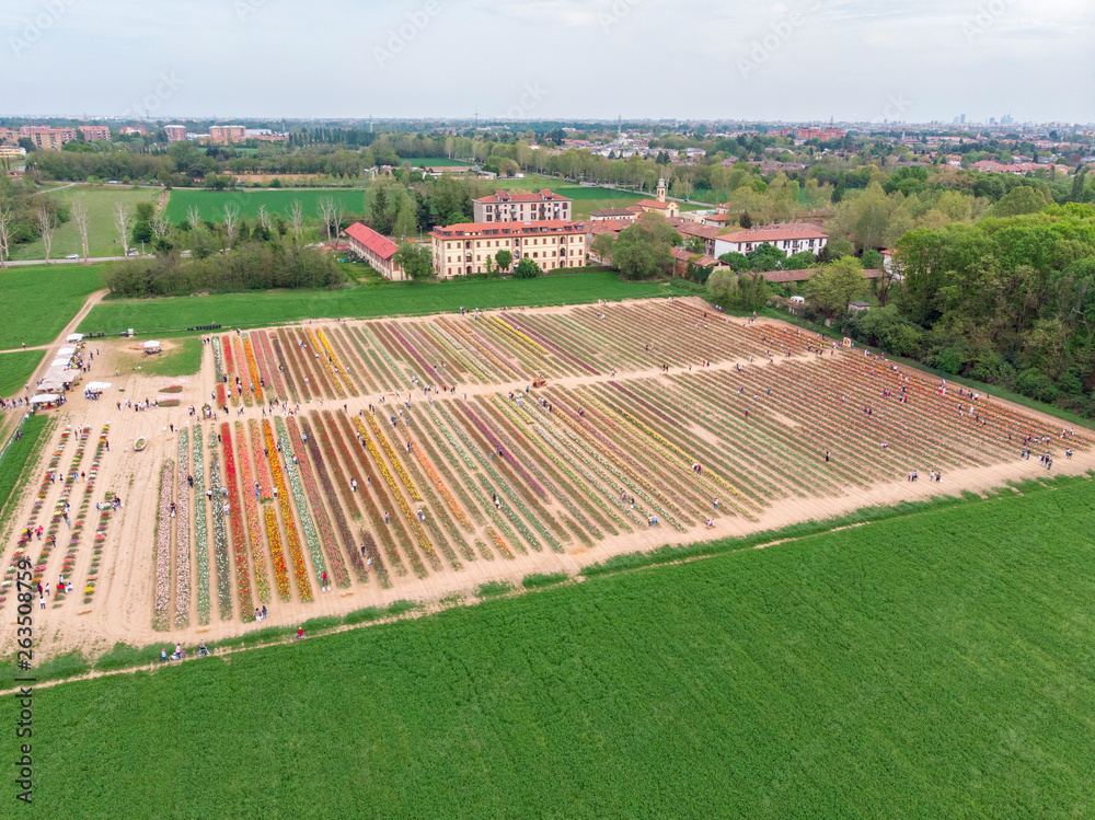 Fototapeta premium Aerial view of a field of tulips, multicolored variety of flowers. Arese, Milan. Italian tulips