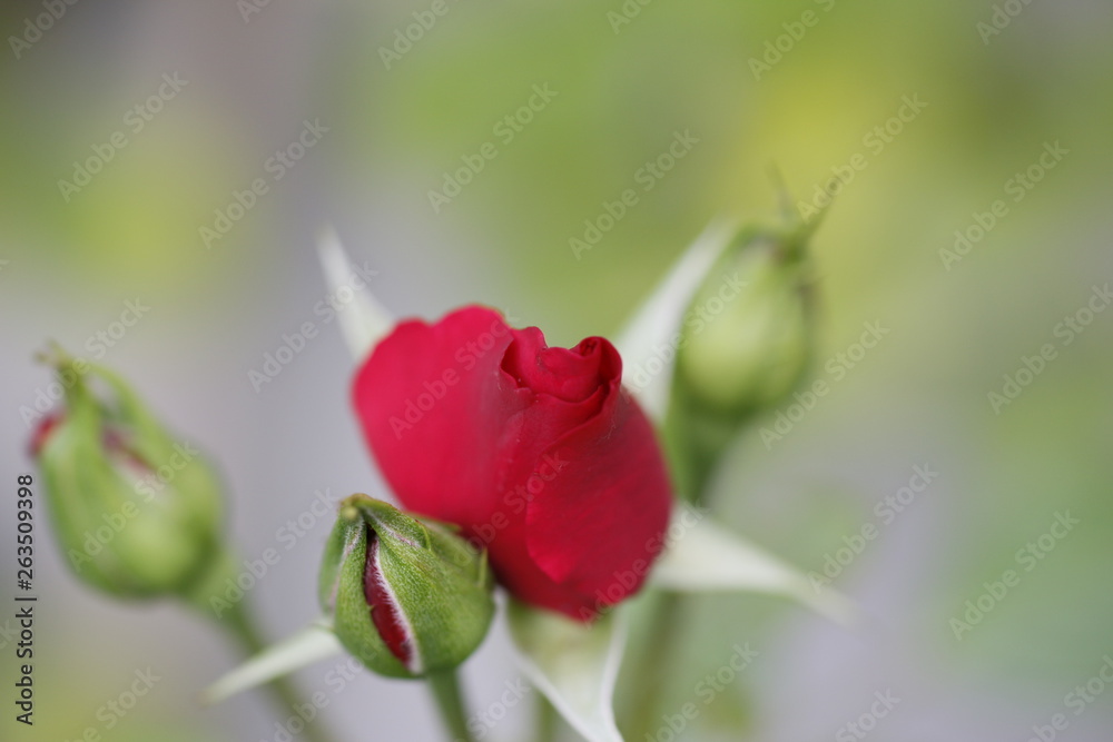 Rote Rose als Knospe Rote Rose als Knospe