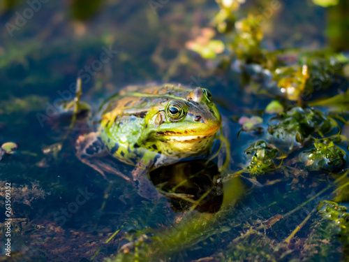 Frog Amphibian in Pond