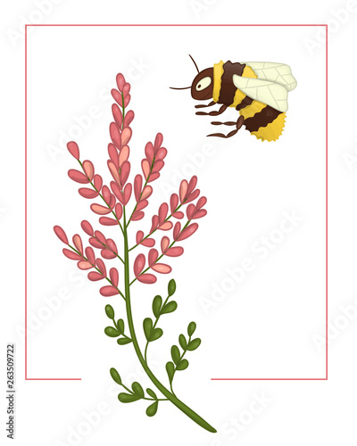 Vector illustration of colored heather with bumblebee. Bright colorful picture of wild flower. Good for organic natural design. Watercolor effect.