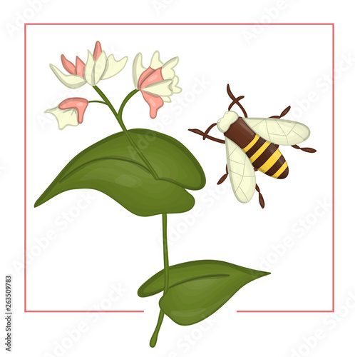 Vector illustration of colored buckwheat with bumblebee. Bright colorful picture of wild flower. Good for organic natural design. Watercolor effect.